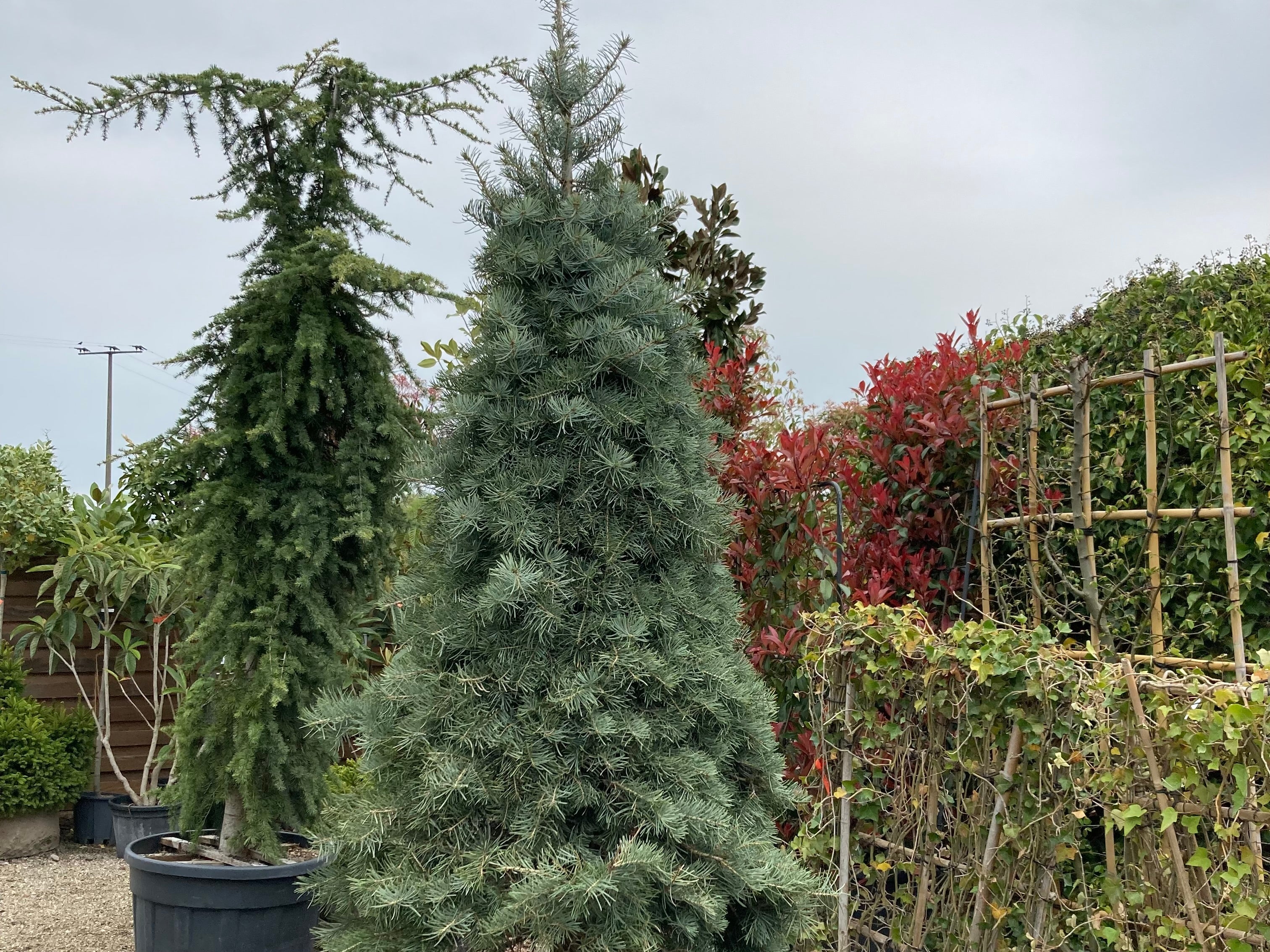 Nadelgehlze  Kurrle Gartenservice & Pflanzenverkauf