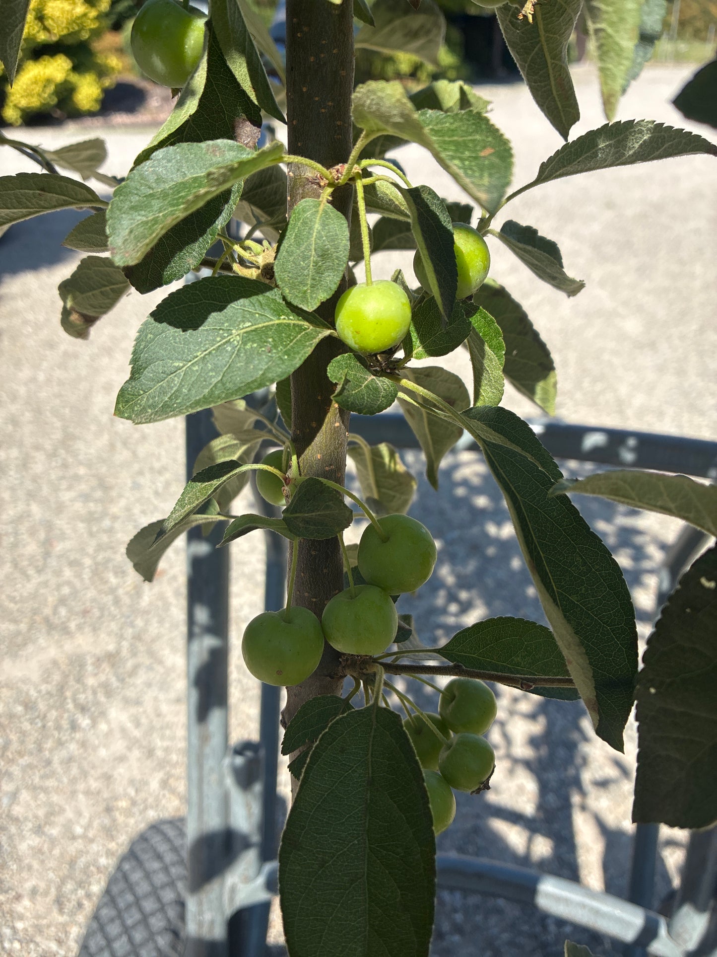 Zierapfel 'Evereste'® / Malus 'Evereste'®