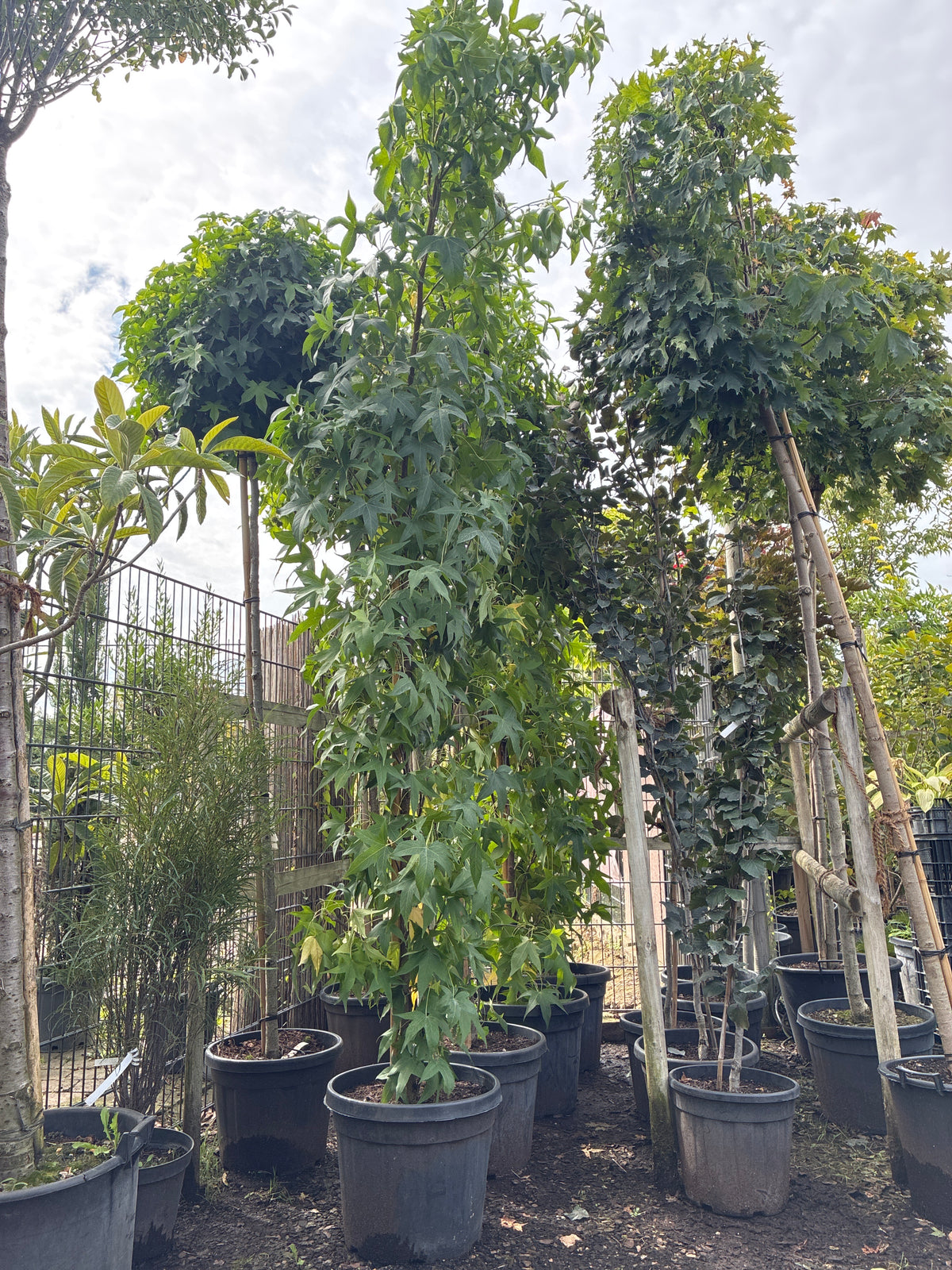 Amberbaum 'Slender Silhouette' / Liquidambar styraciflua 'Slender Silhouette'