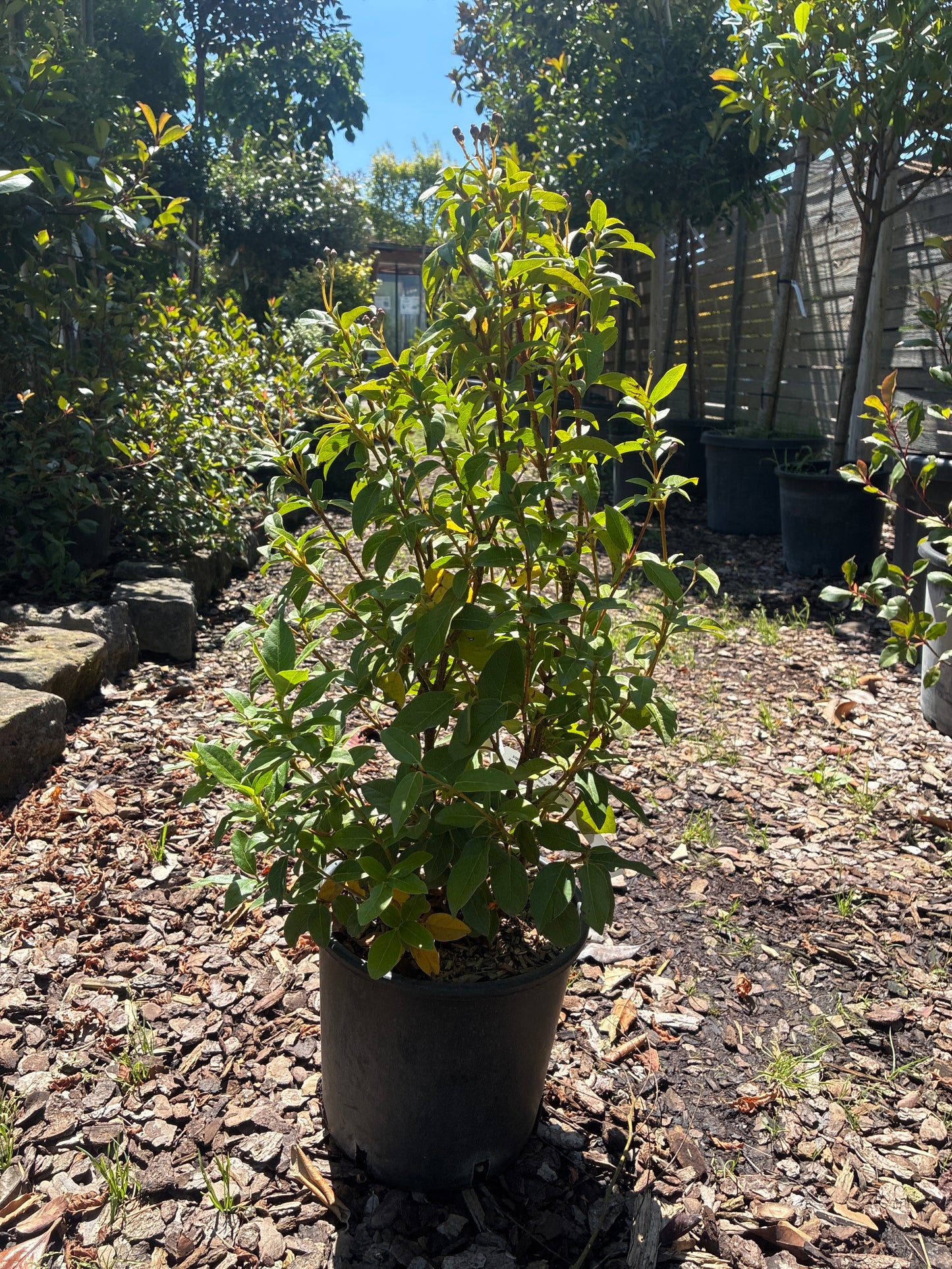Lorbeer-Schneeball 'Eve Price' / Viburnum tinus 'Eve Price'