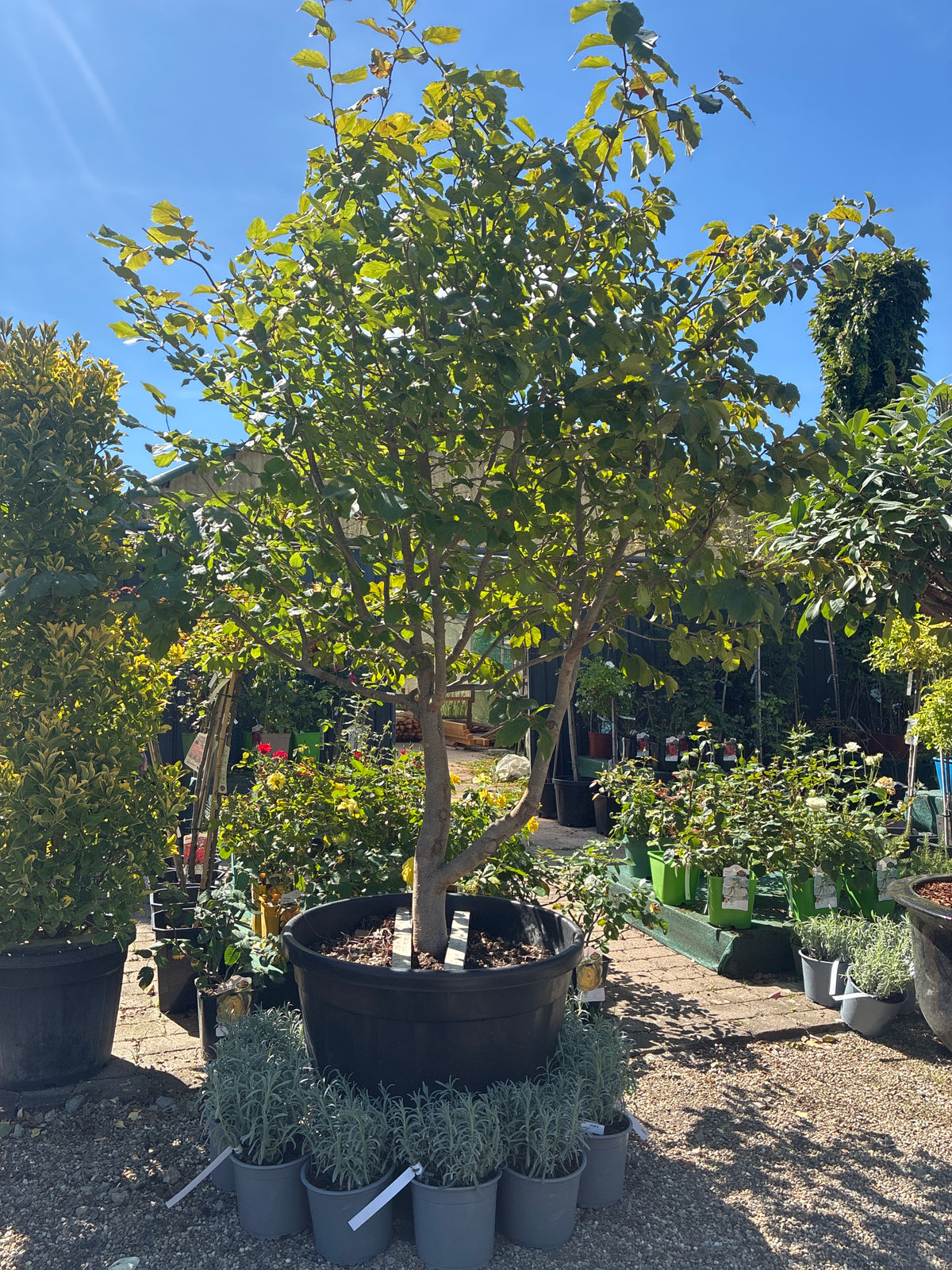 Eisenbaum / Parrotia persica