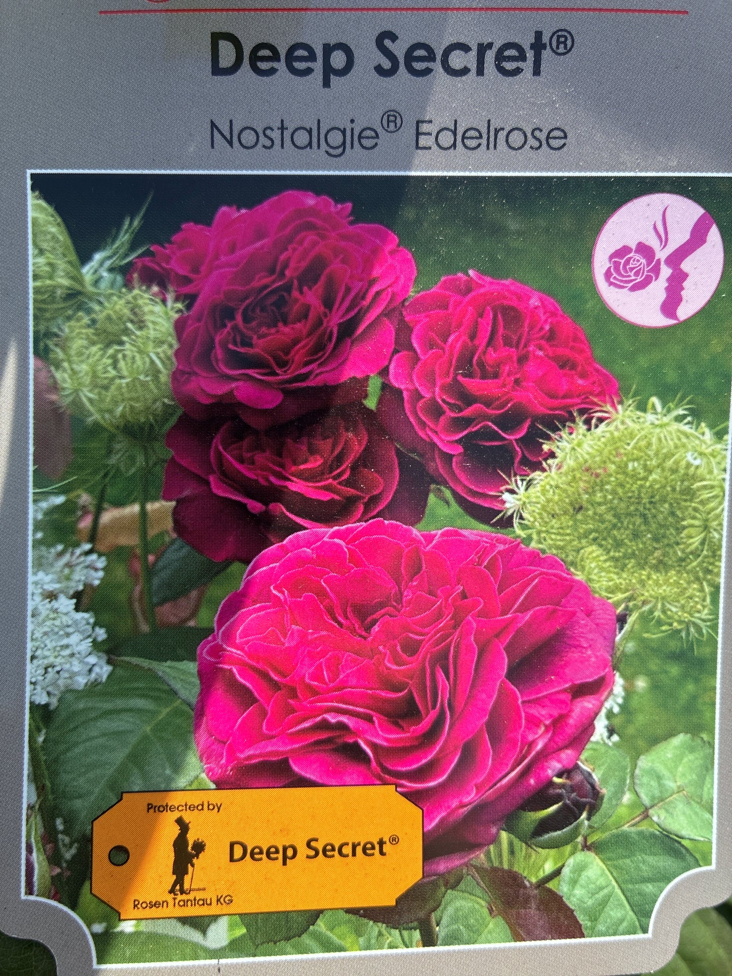 Rose / Rosa 'Deep Secret'