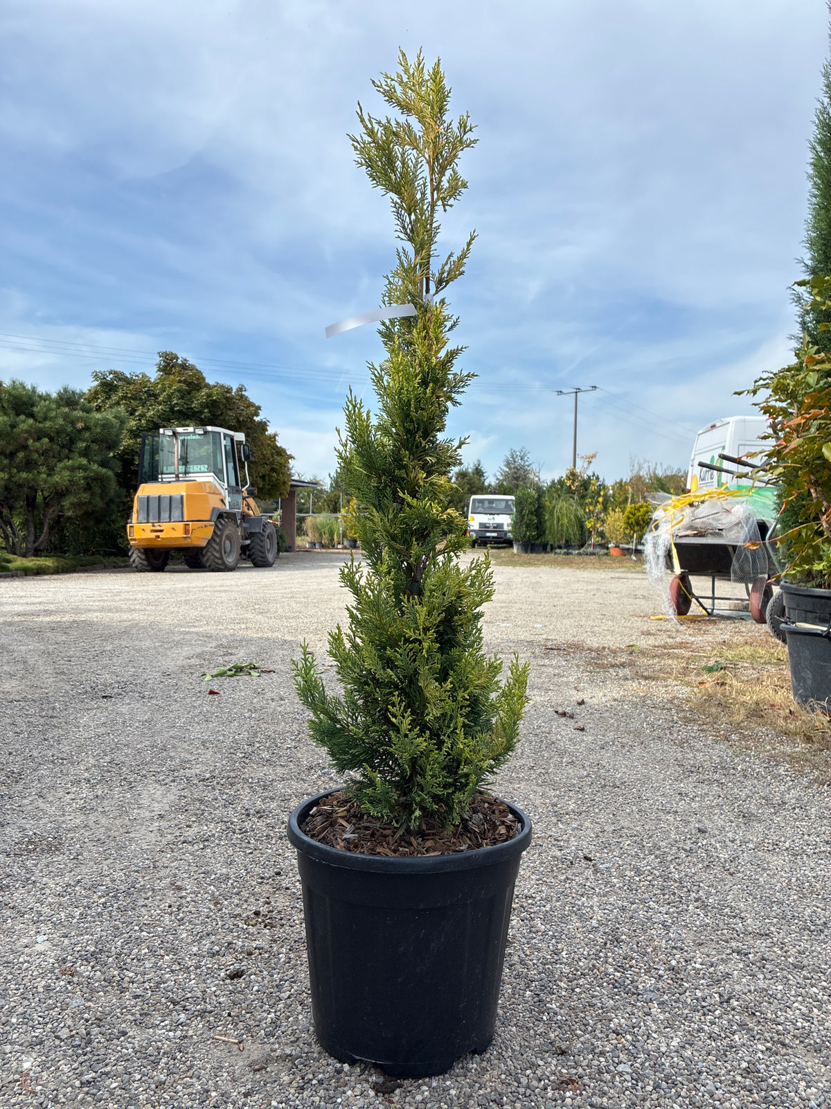 Leyland-Zypresse 'Gold Rider' / Cupressocyparis leylandii 'Gold Rider'