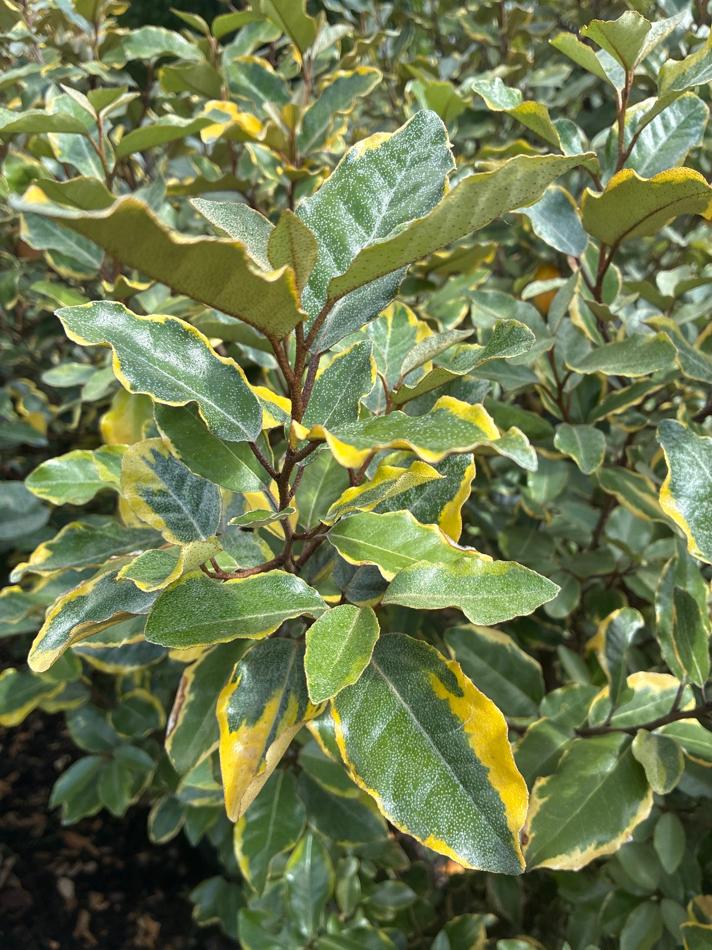 Immergrüne Ölweide 'Viveleg' / Elaeagnus x ebbingei 'Viveleg'