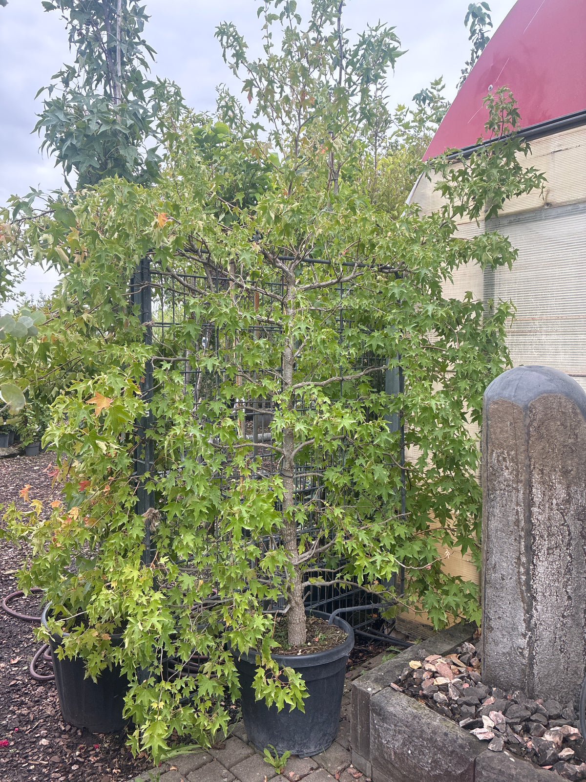 Amerikanischer Amberbaum / Liquidambar styraciflua