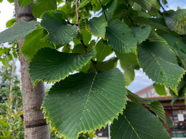 Laubenulme 'Pendula' / Ulmus glabra 'Pendula'