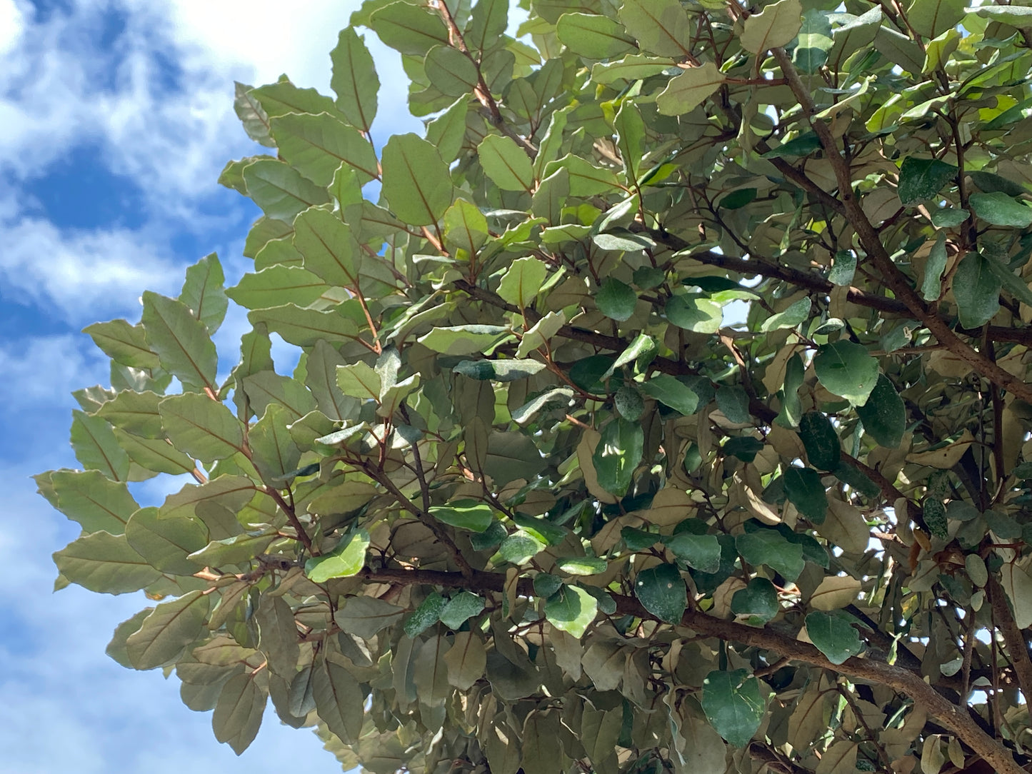 Wintergrüne Ölweide / Elaeagnus x ebbingei, stamm