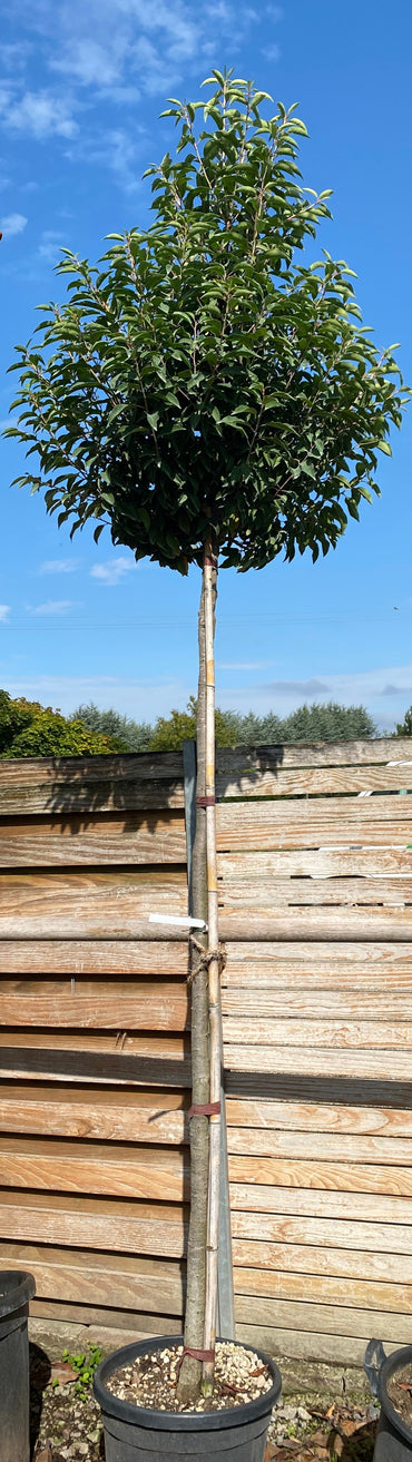 Portugiesische Lorbeerkirsche 'Angustifolia', Stamm / Prunus lusitanica 'Angustifolia', Stamm