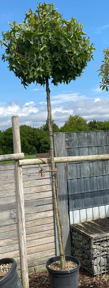 Kugel-Amberbaum 'Gum Ball' / Liquidambar styraciflua 'Gum Ball'