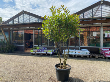 Glanzmispel 'Red Robin' / Photinia fraseri 'Red Robin'