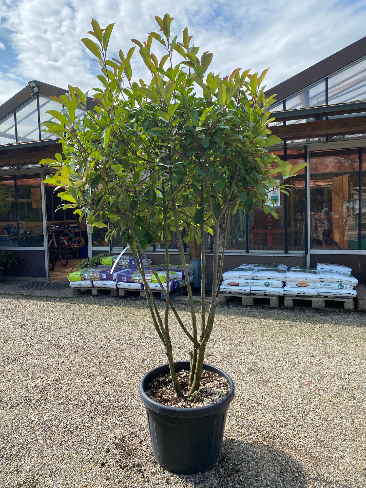 Glanzmispel 'Red Robin' / Photinia fraseri 'Red Robin'