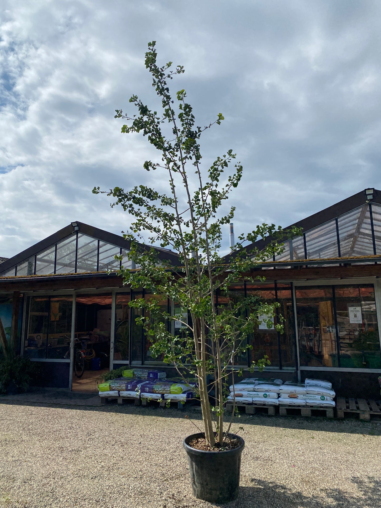 Fächerblattbaum / Ginkgo biloba