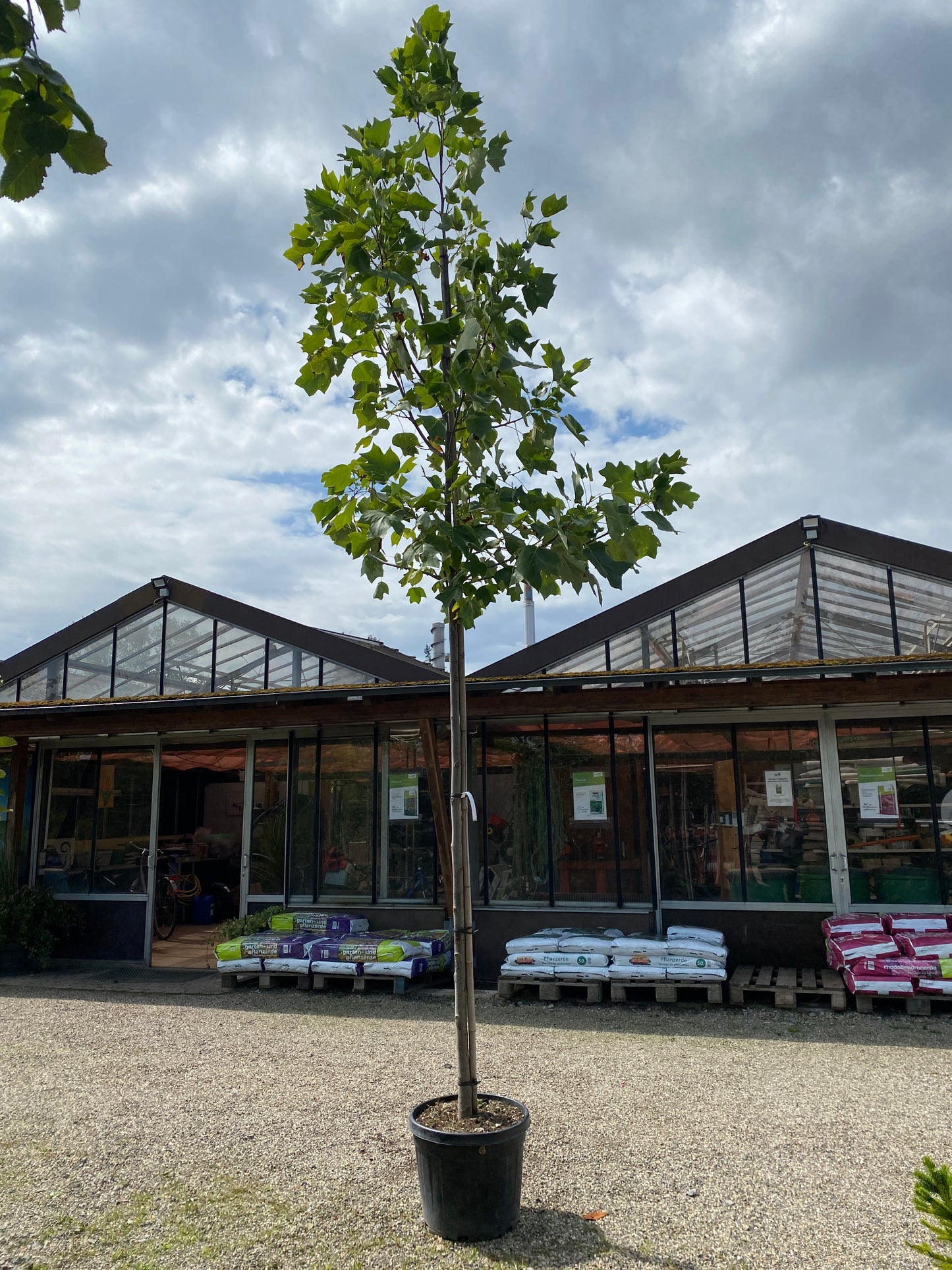 Amerikanischer Tulpenbaum / Liriodendron tulipifera