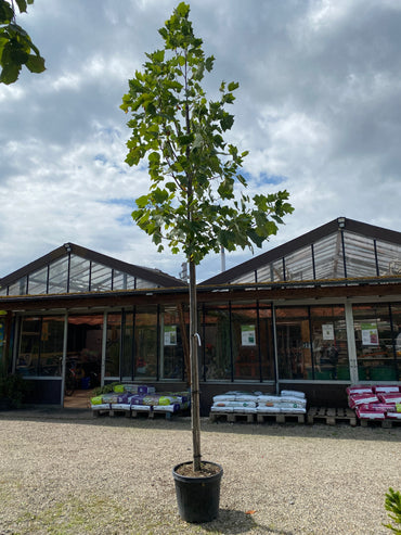 Amerikanischer Tulpenbaum / Liriodendron tulipifera