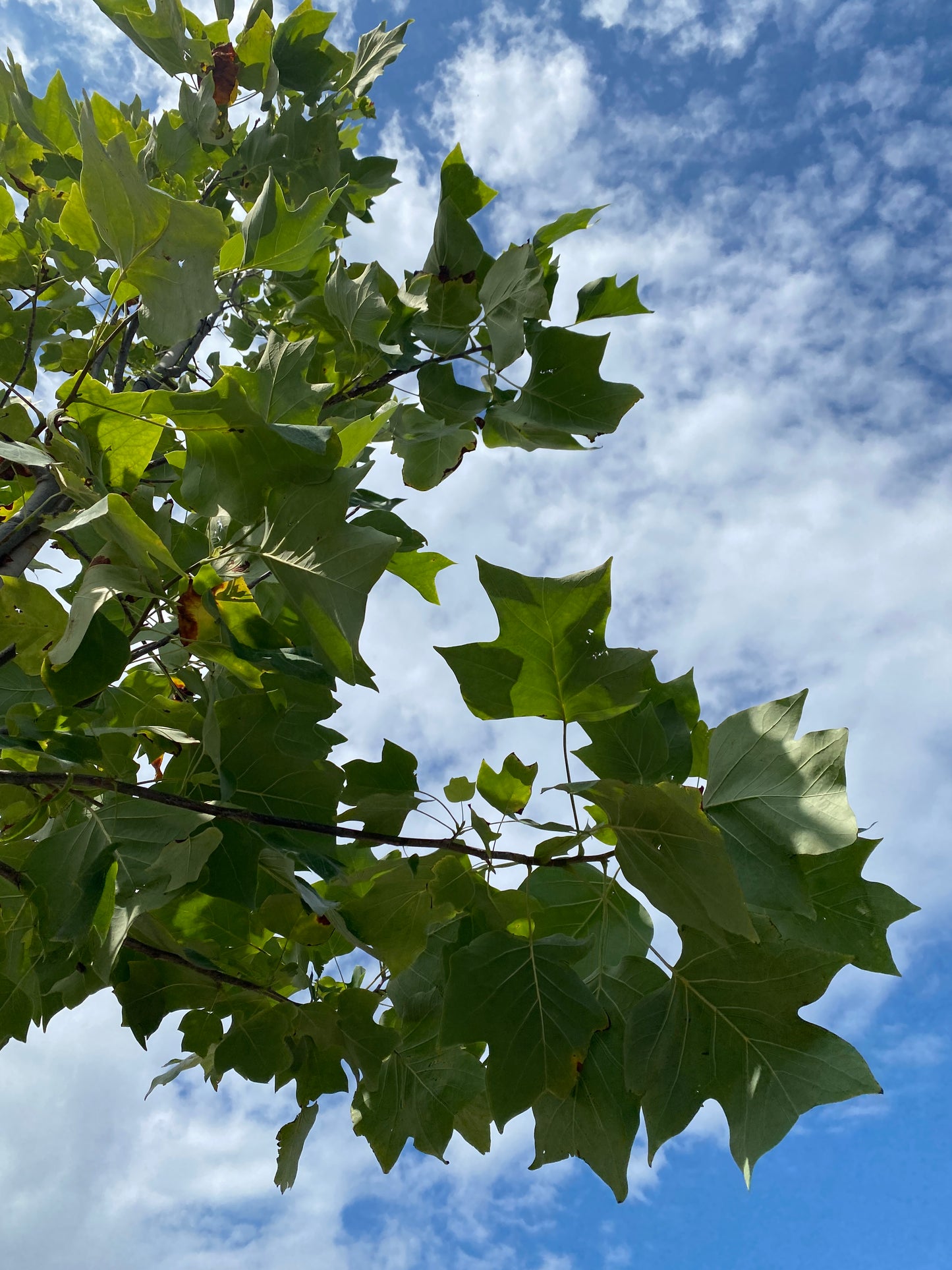 Amerikanischer Tulpenbaum / Liriodendron tulipifera