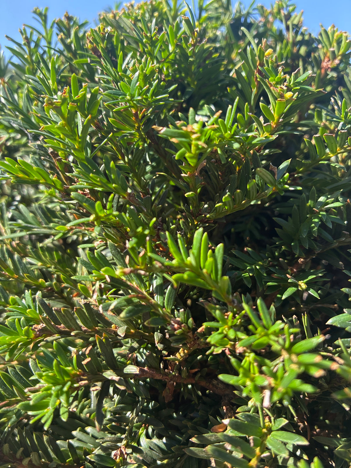 Heimische Eibe / Taxus baccata