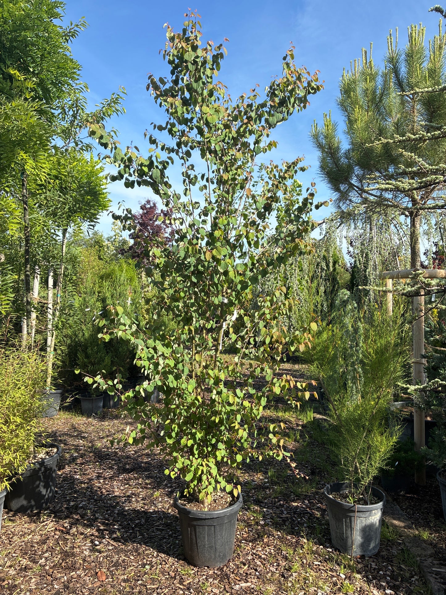 Judasblattbaum / Cercidiphyllum japonicum