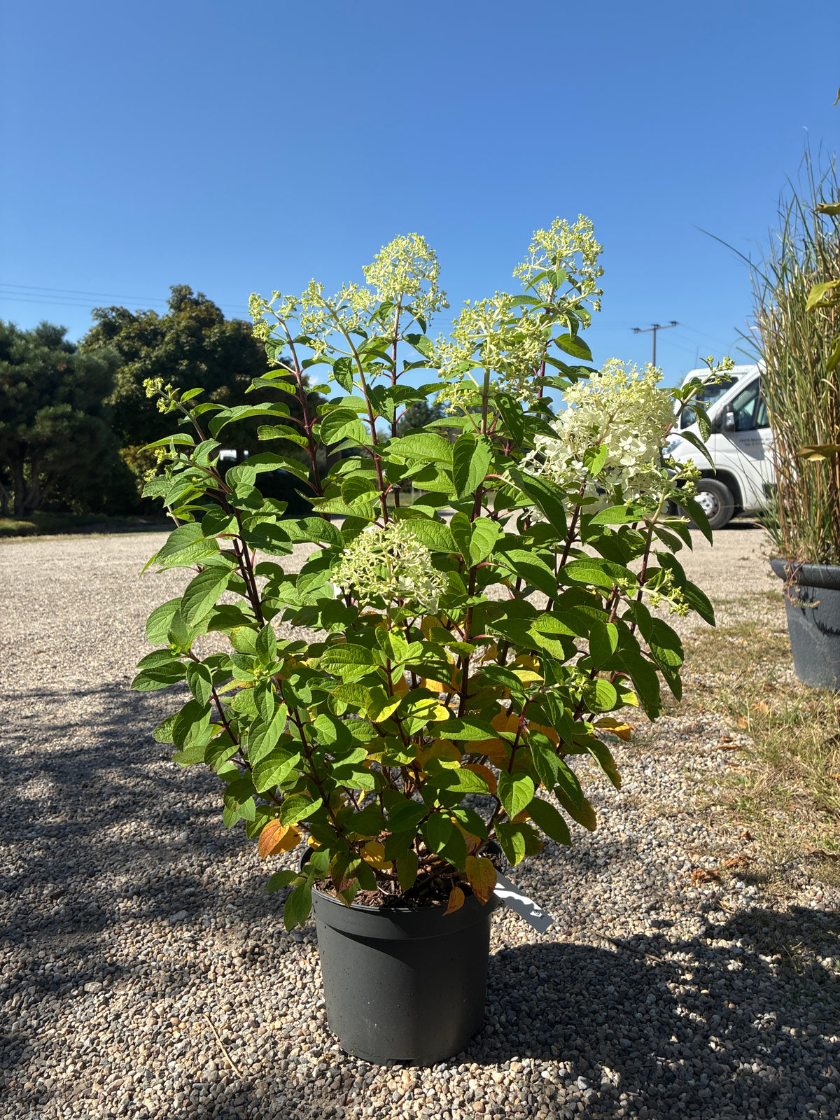 Zwerg-Rispenhortensie / Hydrangea paniculata 'Bobo'