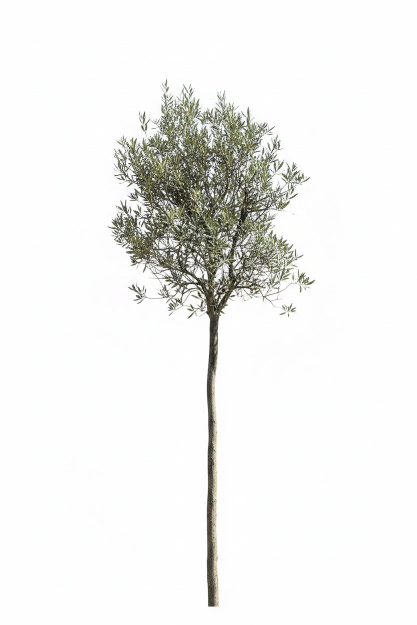 Olivenbaum / Olea europaea