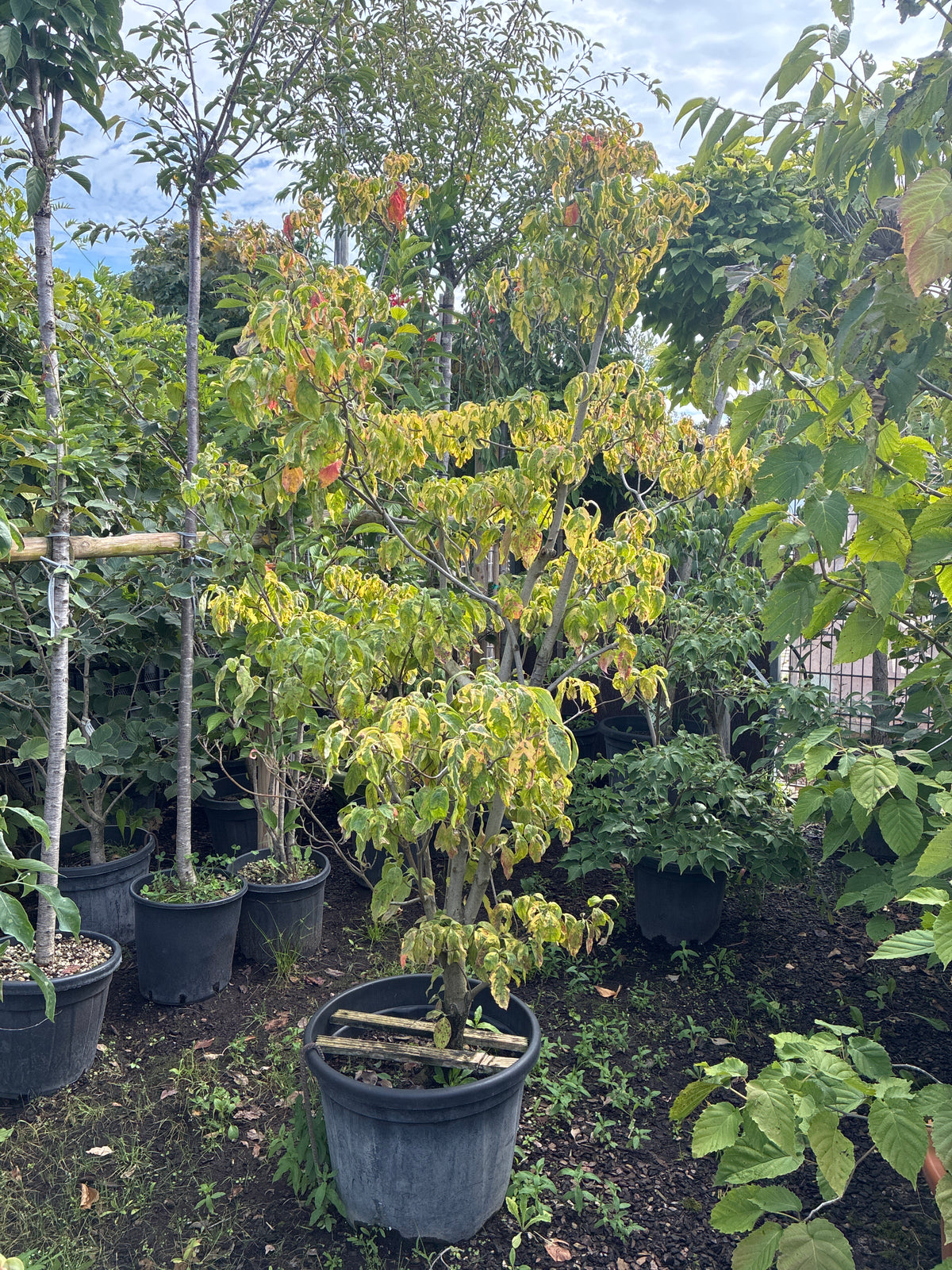 Amerikanischer Blumen-Hartriegel 'Cherokee Sunset' / Cornus florida 'Cherokee Sunset'