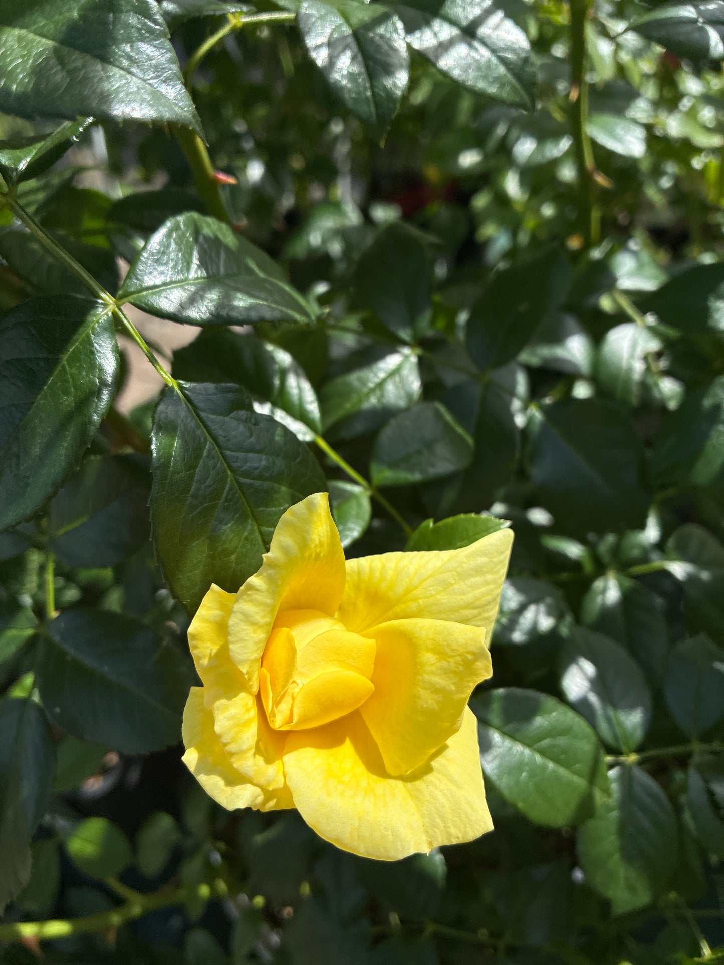 Bodendeckerrose / Rosa 'Loredo'®