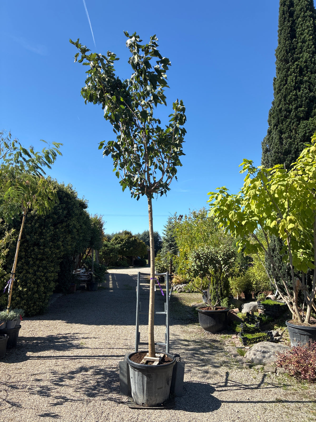 Maulbeerbaum 'Fruitless' / Morus alba 'Fruitless'