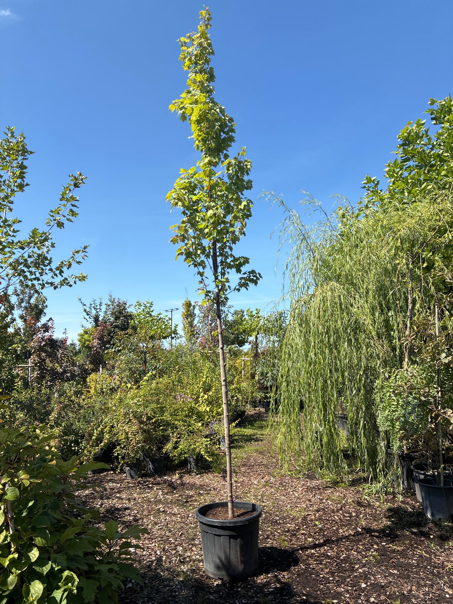 Rot-Ahorn 'October Glory' / Acer rubrum 'October Glory'