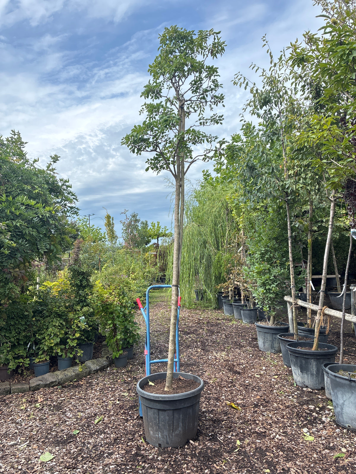 Blumenesche / Fraxinus ornus