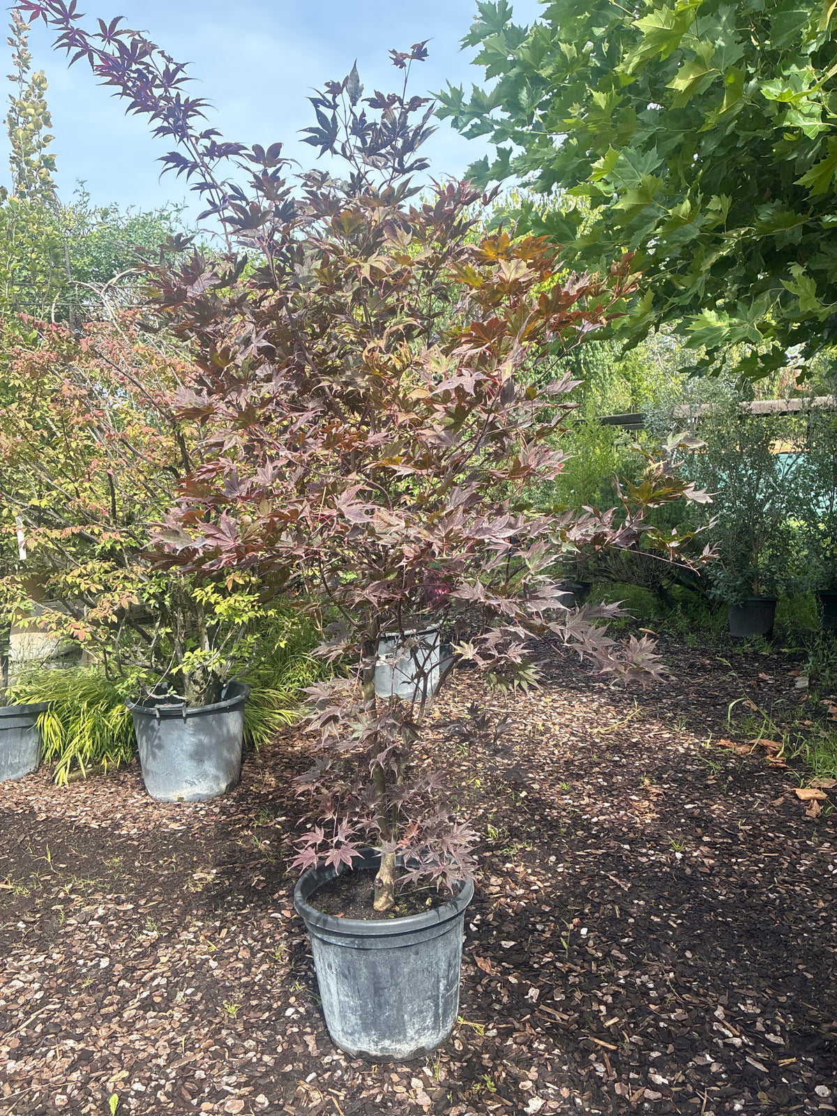Fächerahorn 'Bloodgood' / Acer palmatum 'Bloodgood'