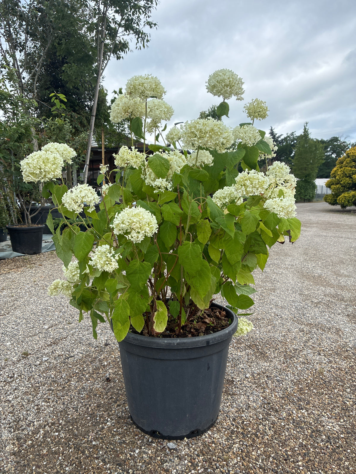 Ballhortensie 'Annabelle' / Hydrangea arborescens 'Annabelle'
