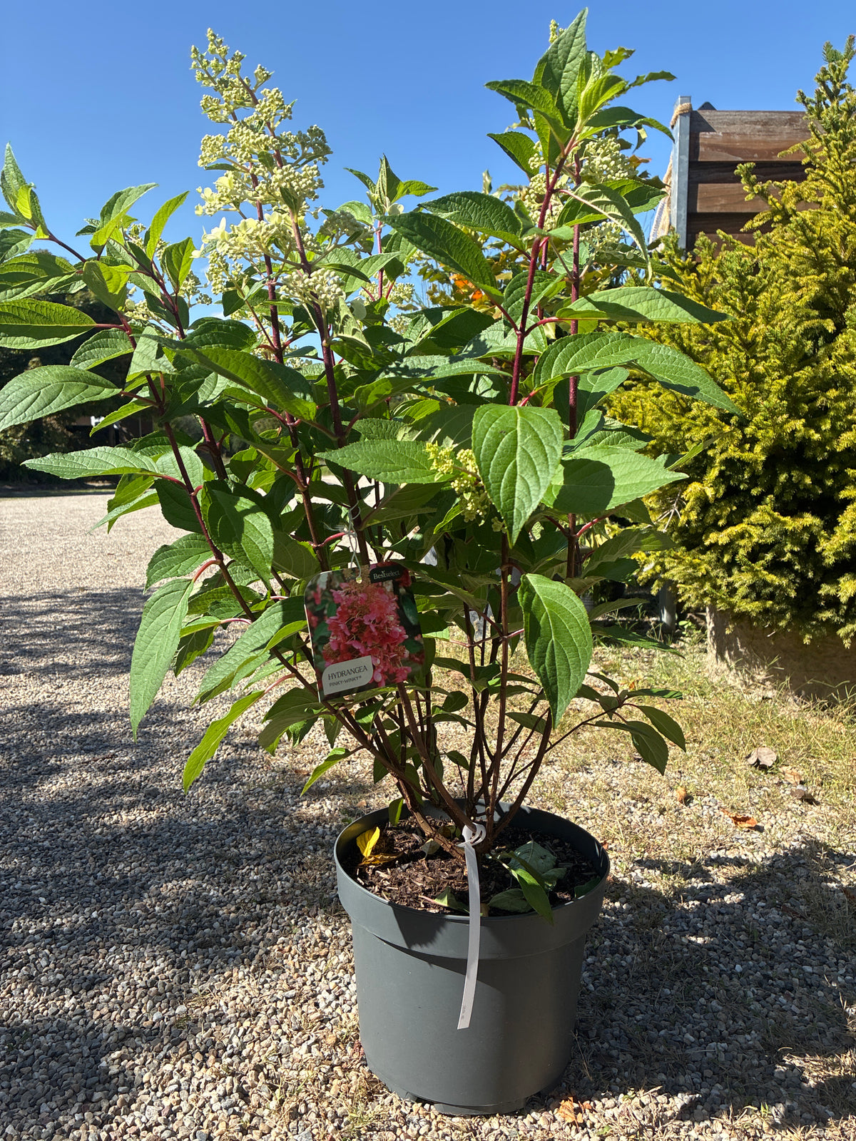 Rispenhortensie / Hydrangea paniculata 'Pinky Winky'
