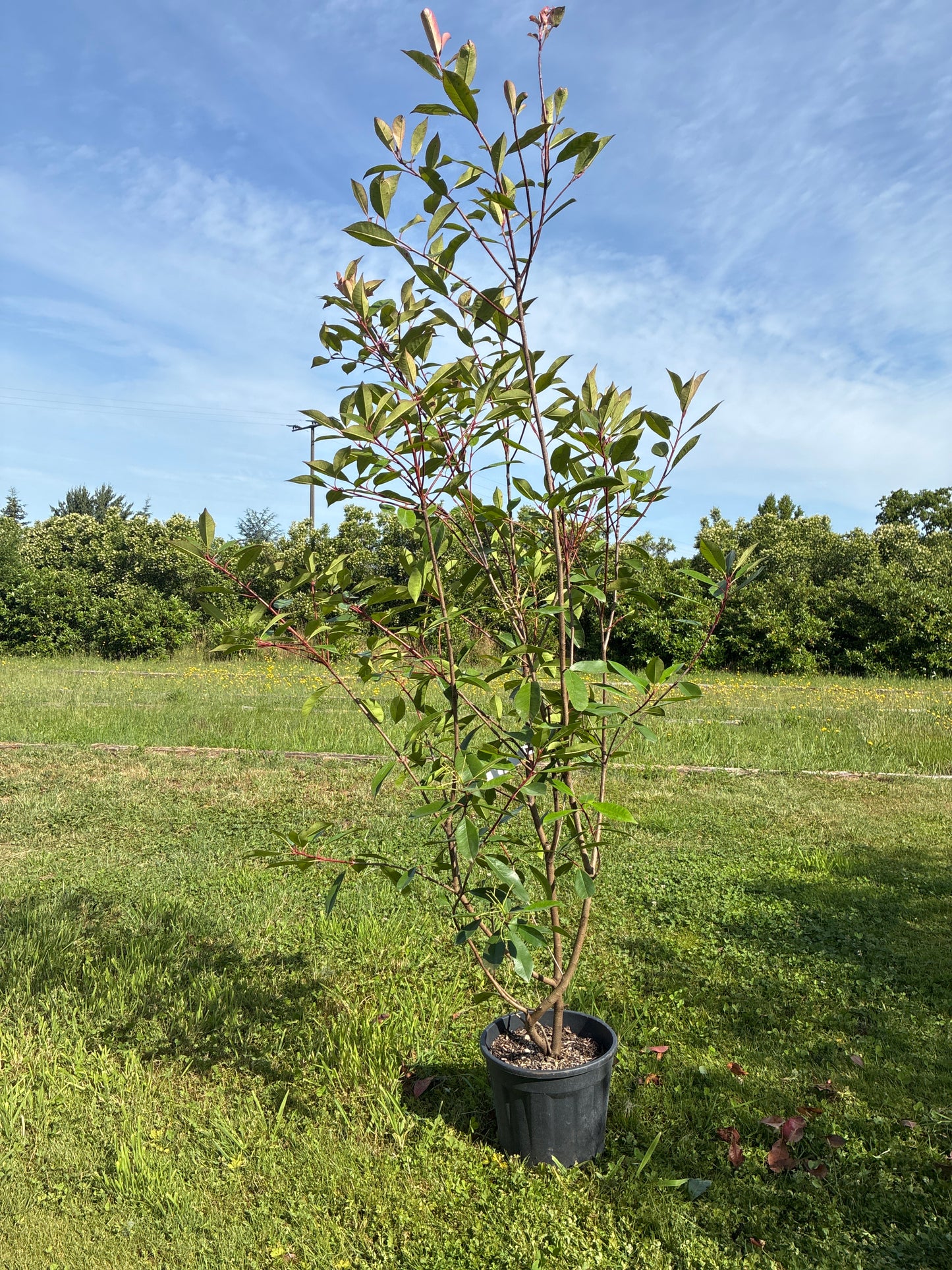 Glanzmispel 'Red Robin' / Photinia fraseri 'Red Robin'