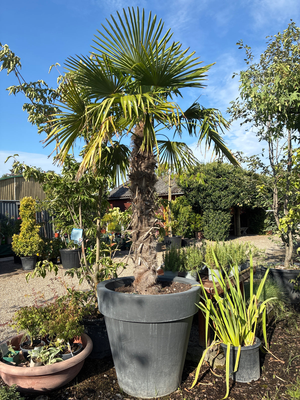 Hanfpalme / Trachycarpus fortunei
