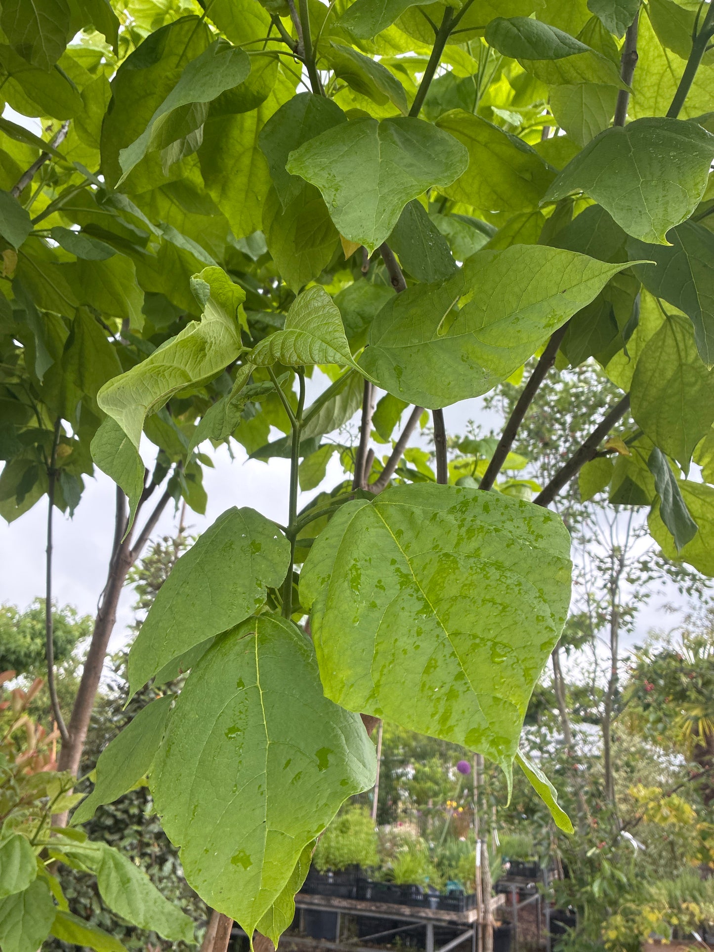 Trompetenbaum / Catalpa bignonioides