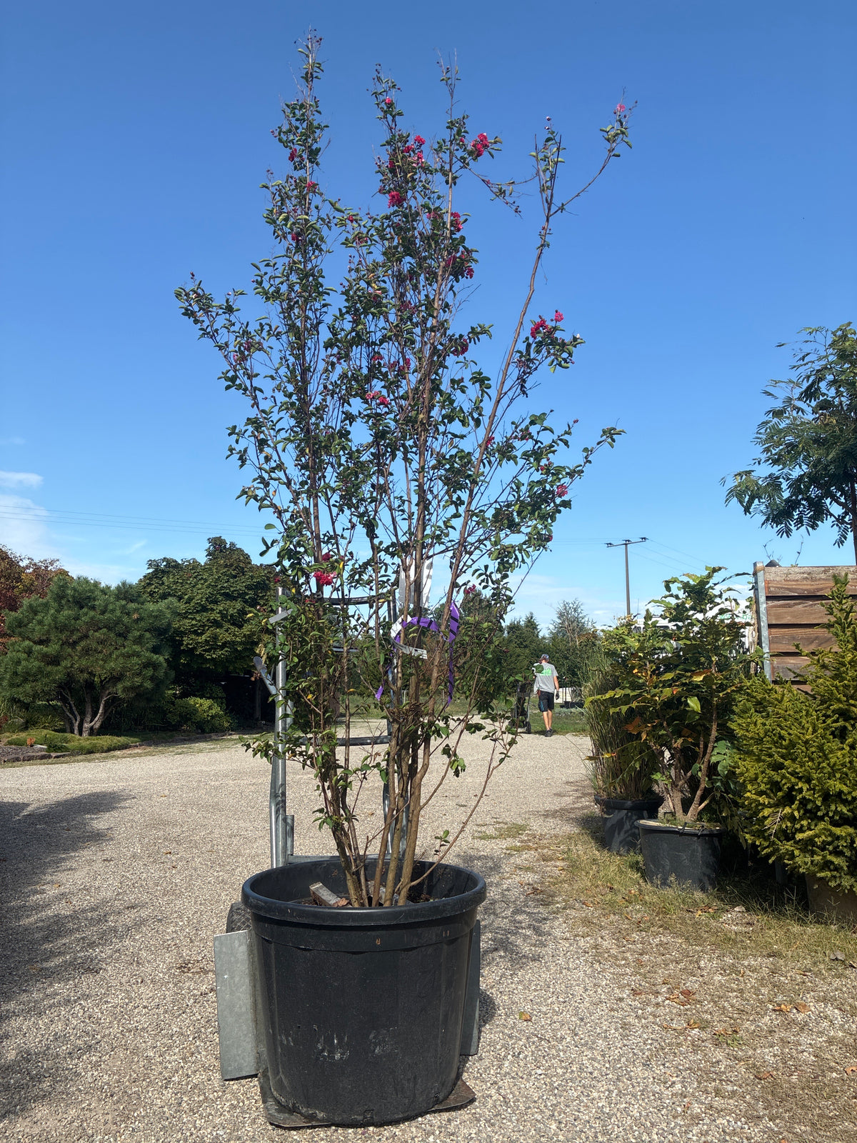 Lagerströmie 'Dynamite' / Lagerstroemia indica 'Dynamite'