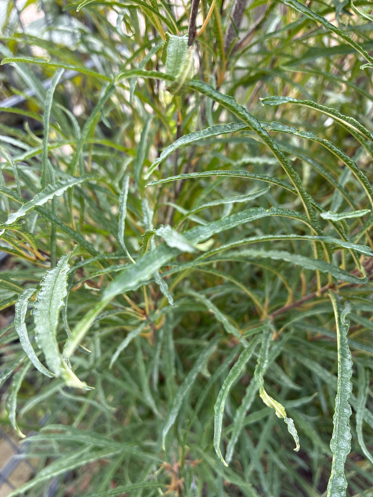 Farnblättriger Faulbaum 'Fine Line'® / Frangula alnus 'Fine Line'®