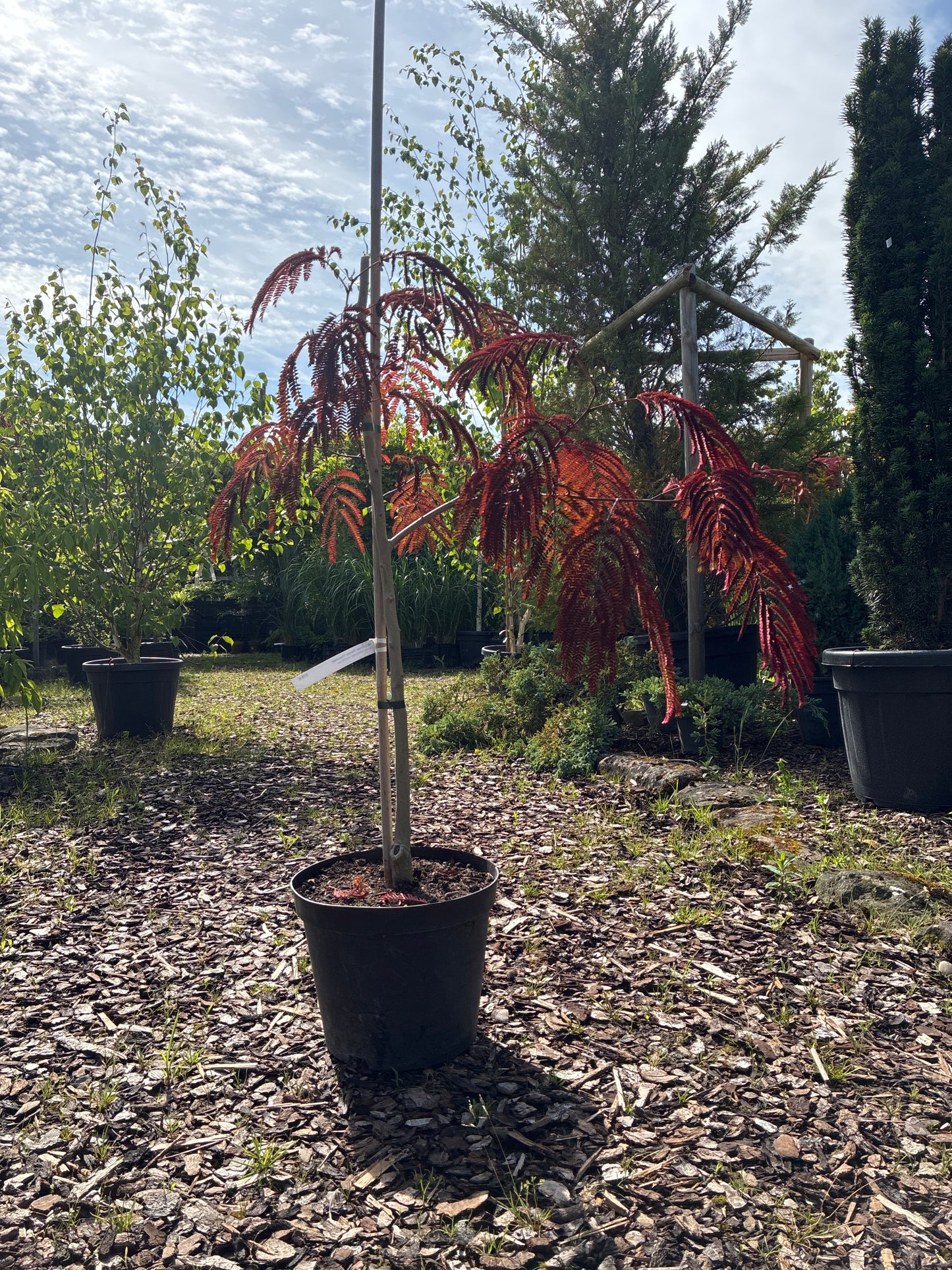 Roter Seidenbaum 'Summer Chocolate'(s) / Albizia julibrissin 'Summer Chocolate'(s)