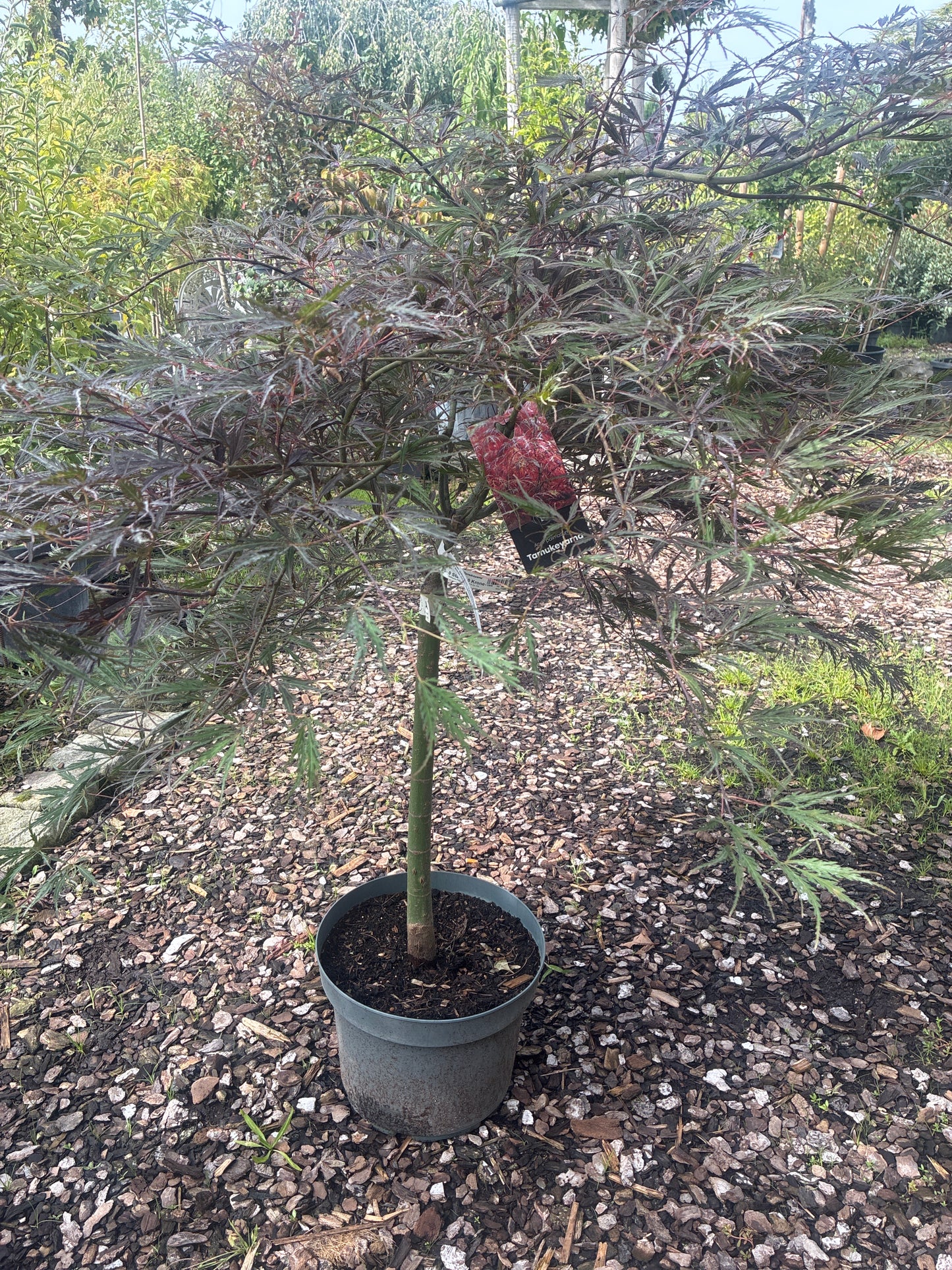 Fächer-Ahorn / Acer palmatum ‚tamukeyama‘