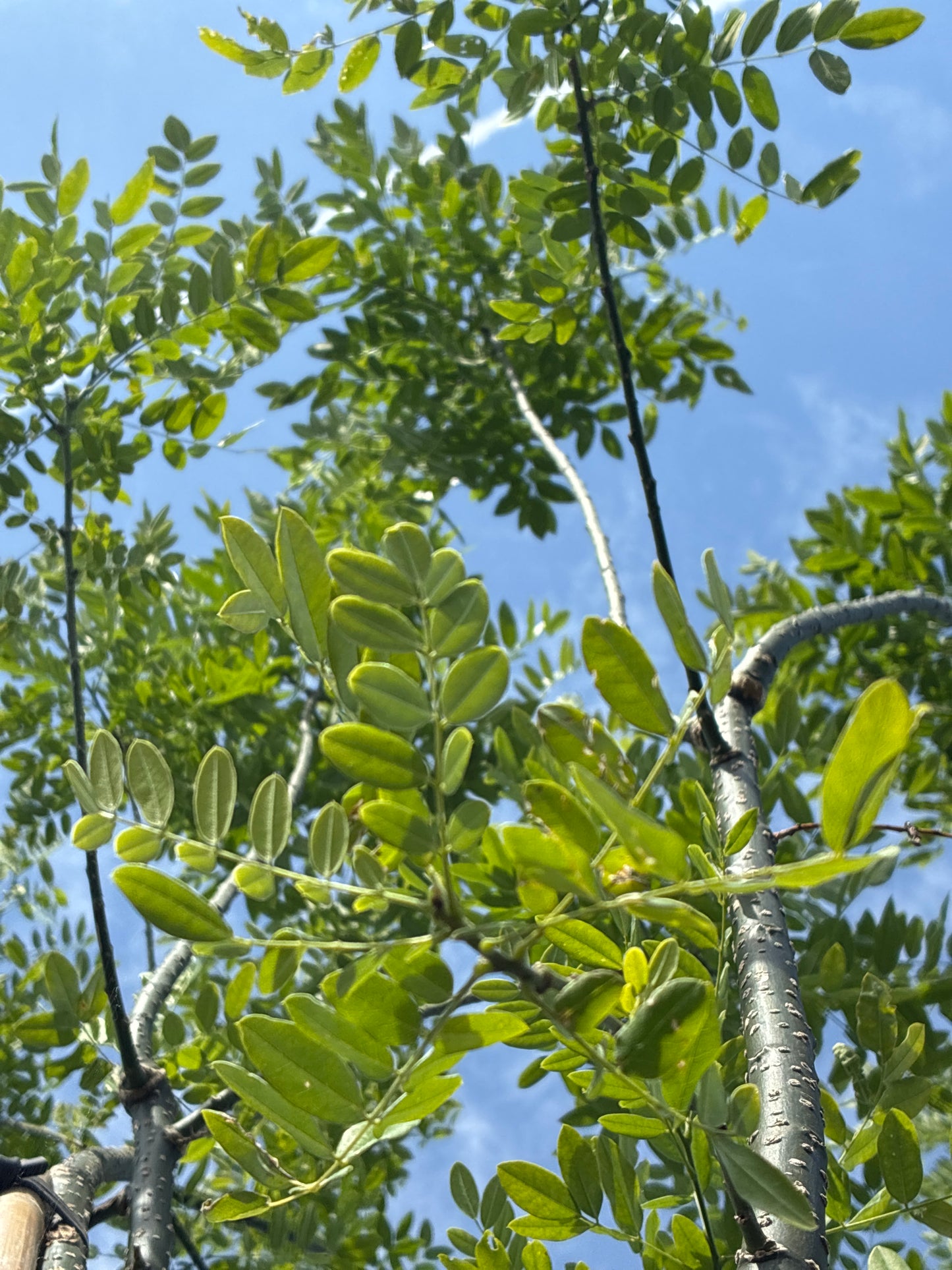 Schnurbaum / Sophora japonica