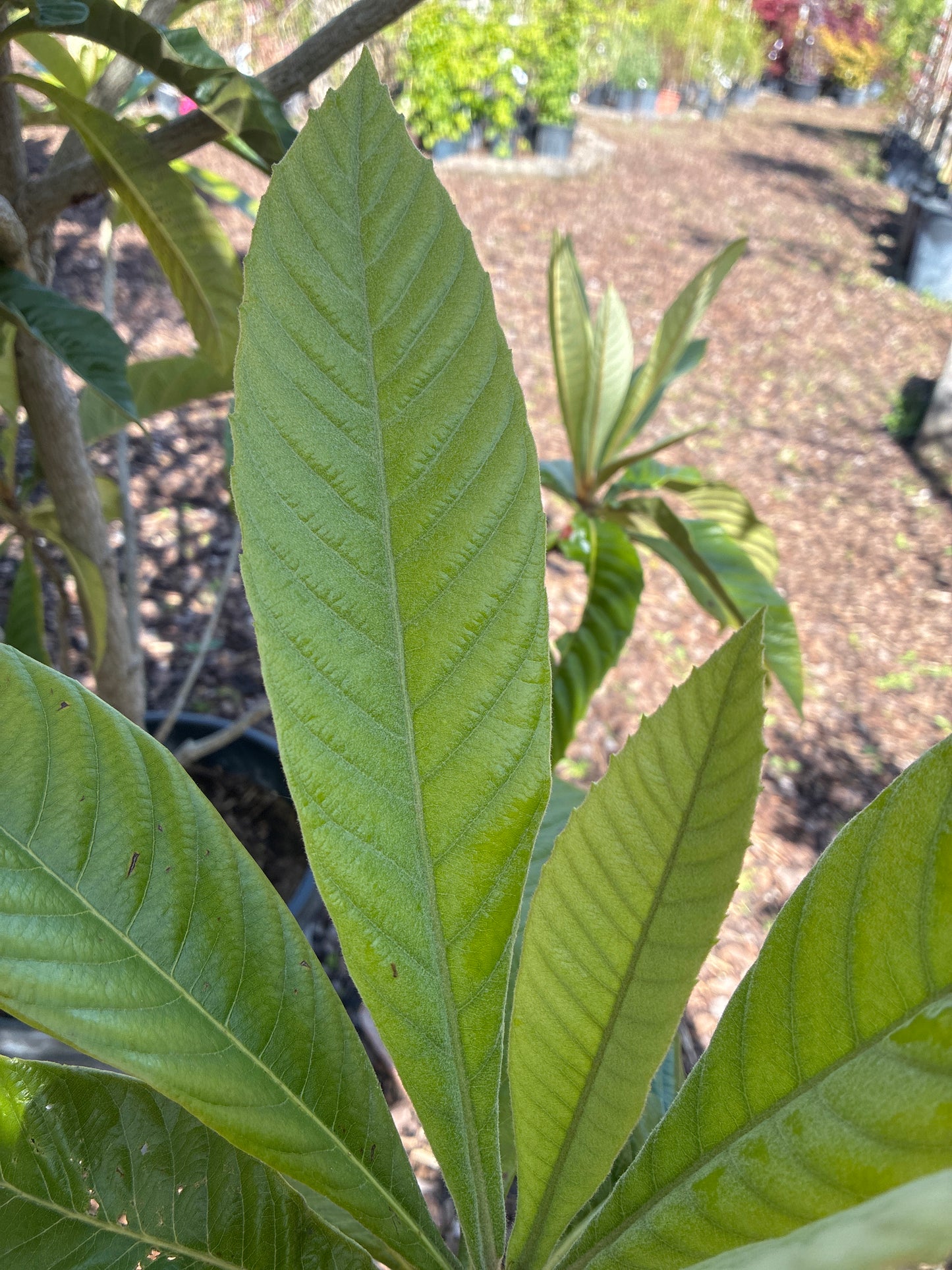 Wollmispel / Eriobotrya japonica