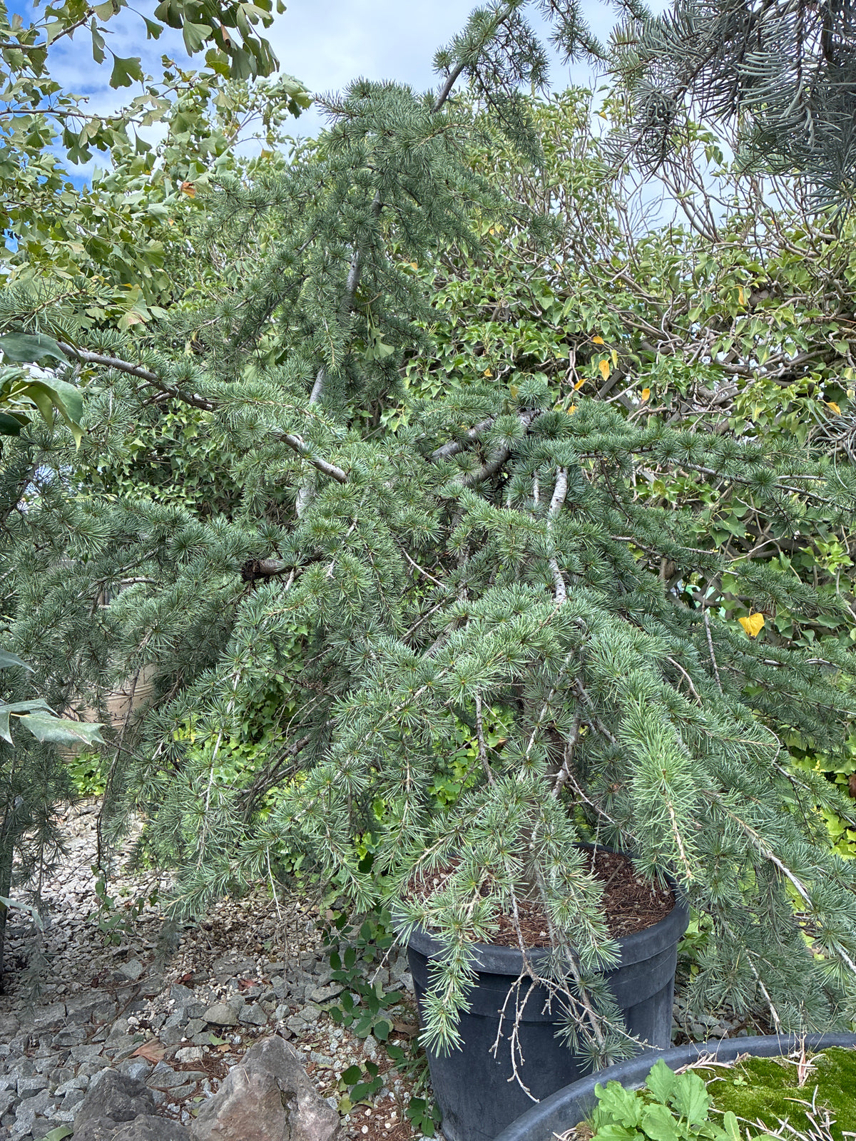 Hänge-Himalaya-Zeder 'Pendula' / Cedrus deodara 'Pendula'