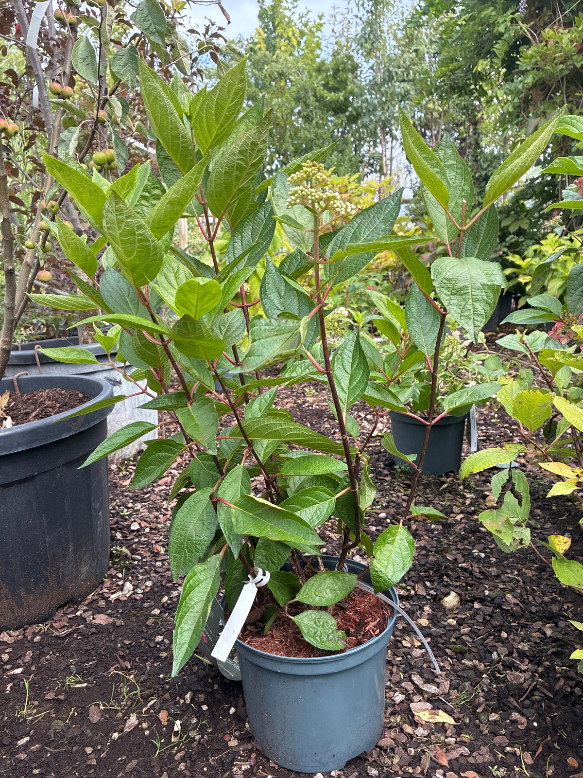 Rispenhortensie / Hydrangea paniculata 'Magical® Vesuvio'