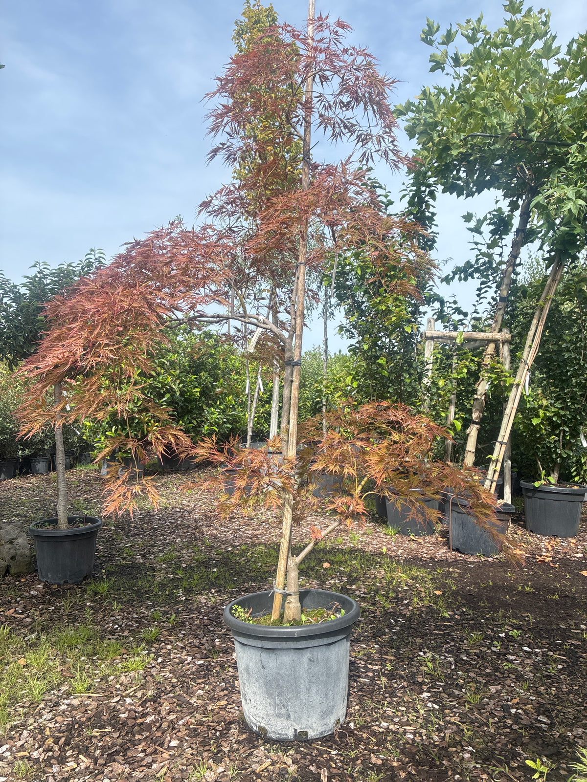Fächerahorn 'Inaba-shidare' / Acer palmatum 'Inaba-shidare'