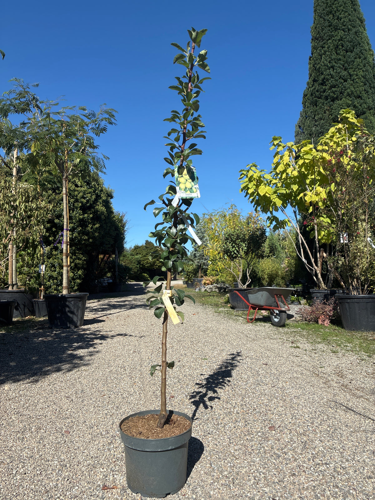 Säulenbirne / Pyrus Communis 'Saphir'
