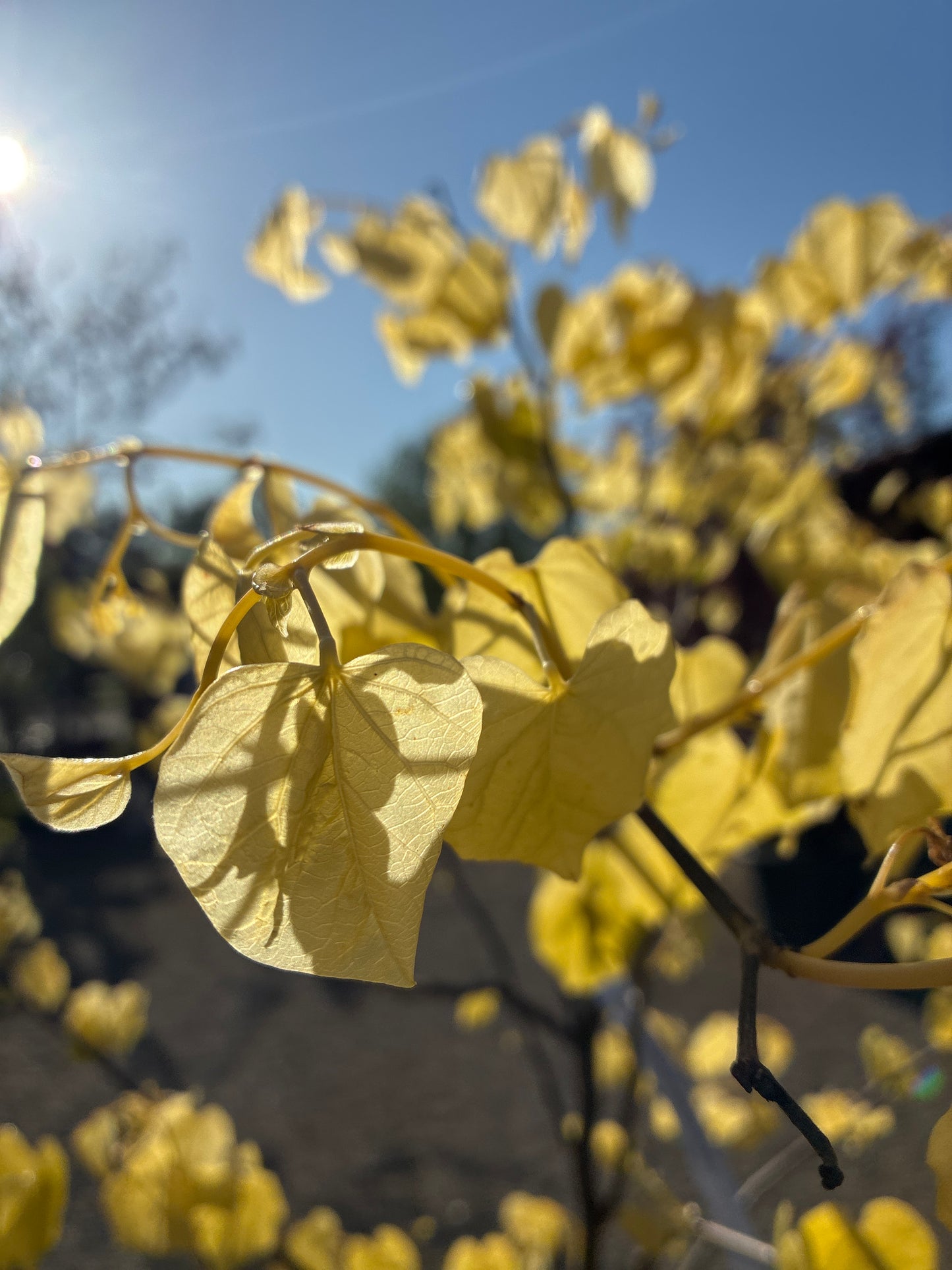 Kanadischer Judasbaum 'Rising Sun' / Cercis canadensis 'Rising Sun'