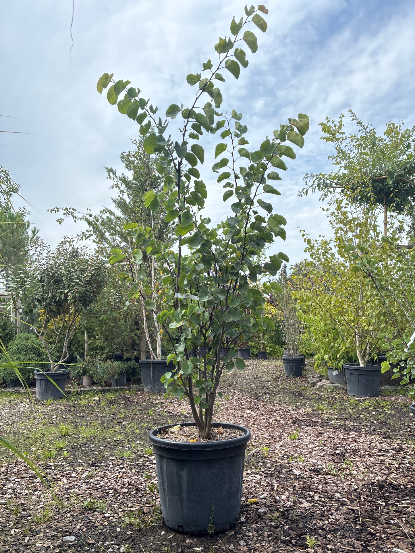 Judasbaum 'Avondale' / Cercis chinensis 'Avondale'