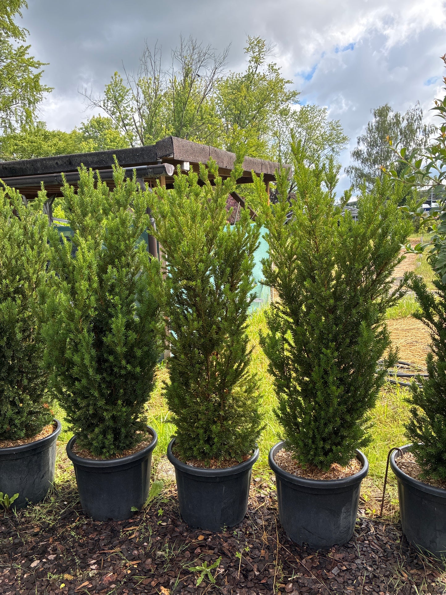 Eibe 'Hillii' / Taxus x media 'Hillii'