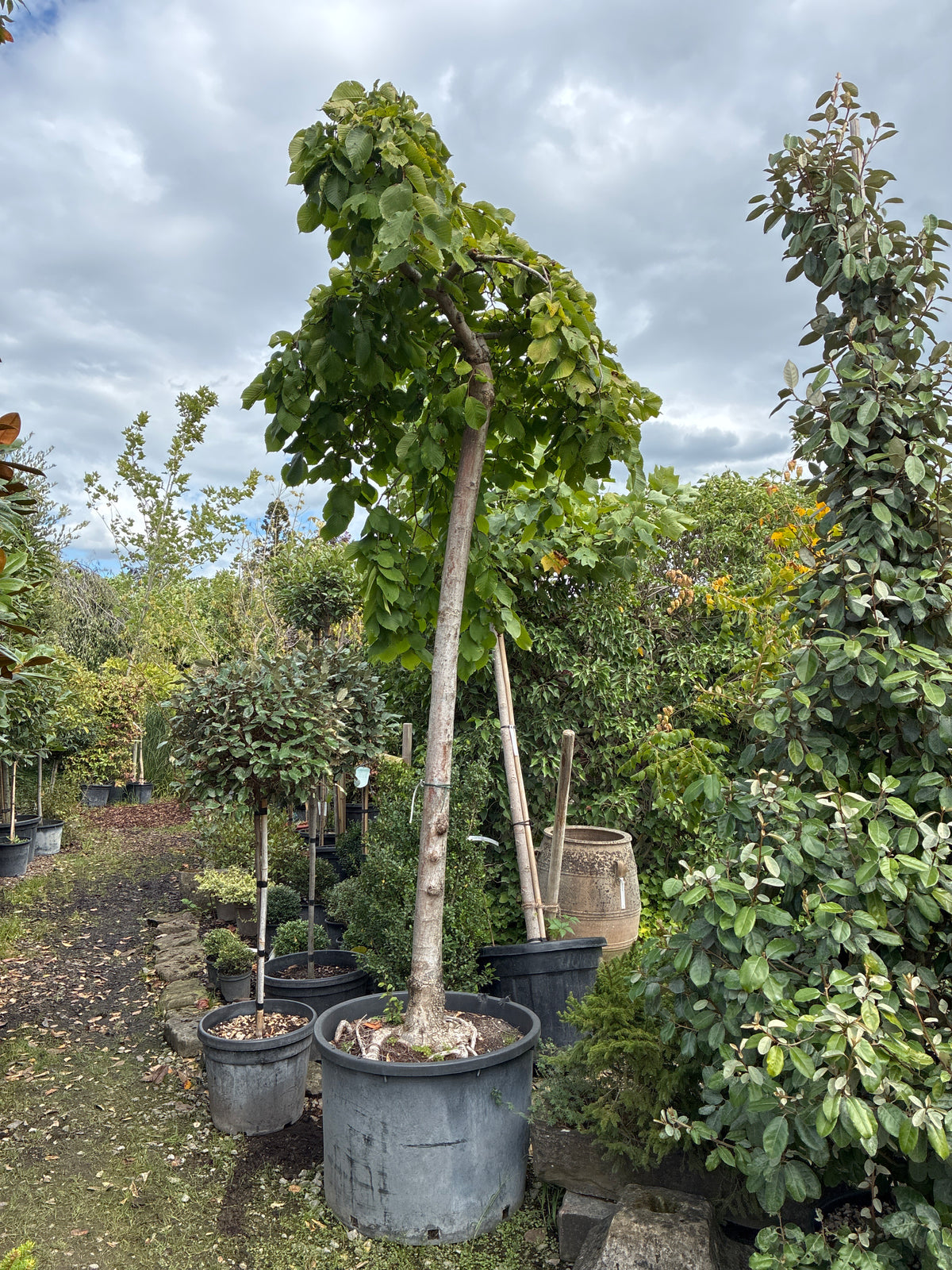 Laubenulme 'Pendula' / Ulmus glabra 'Pendula'