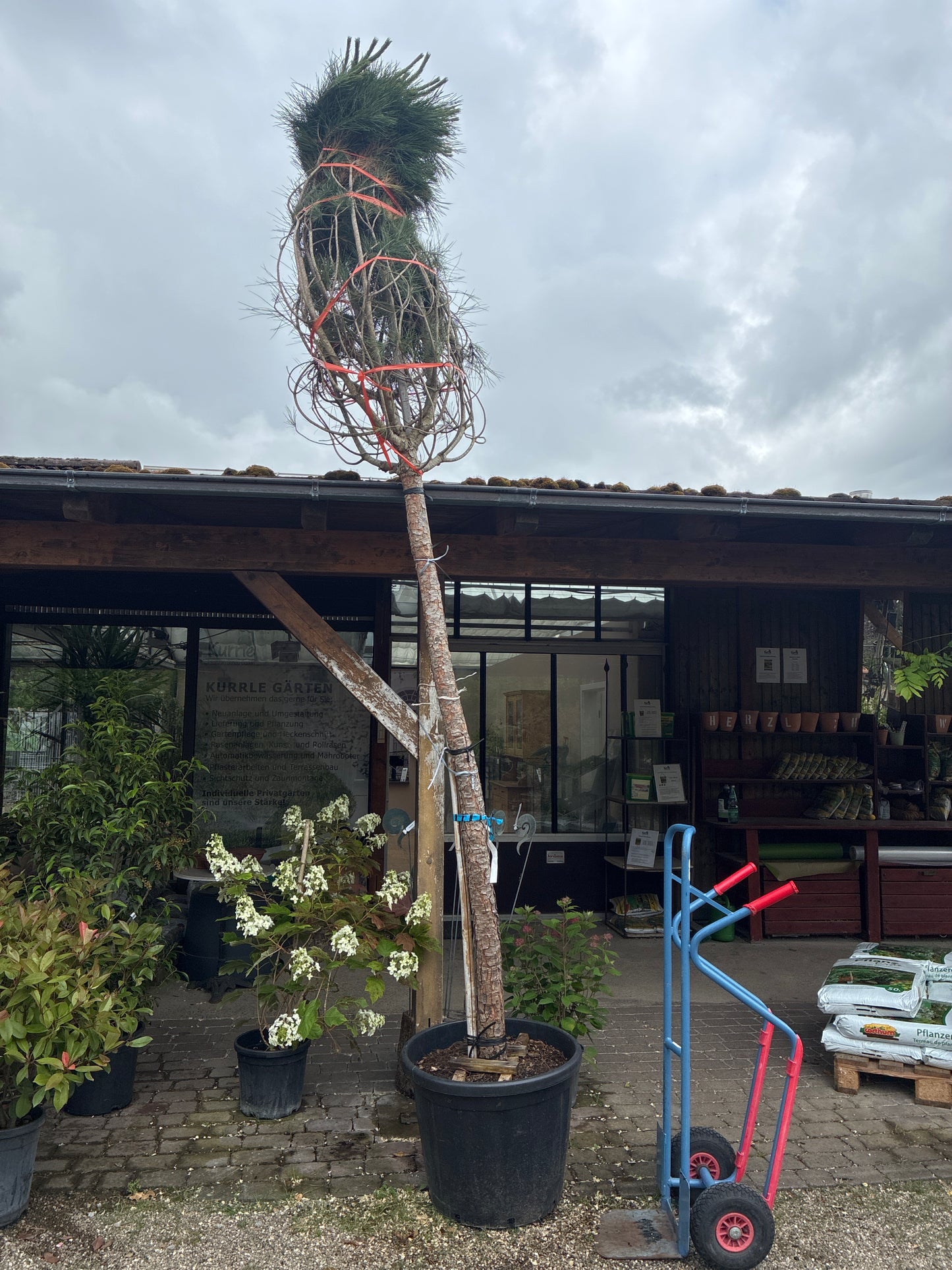 Pinie / Pinus pinea
