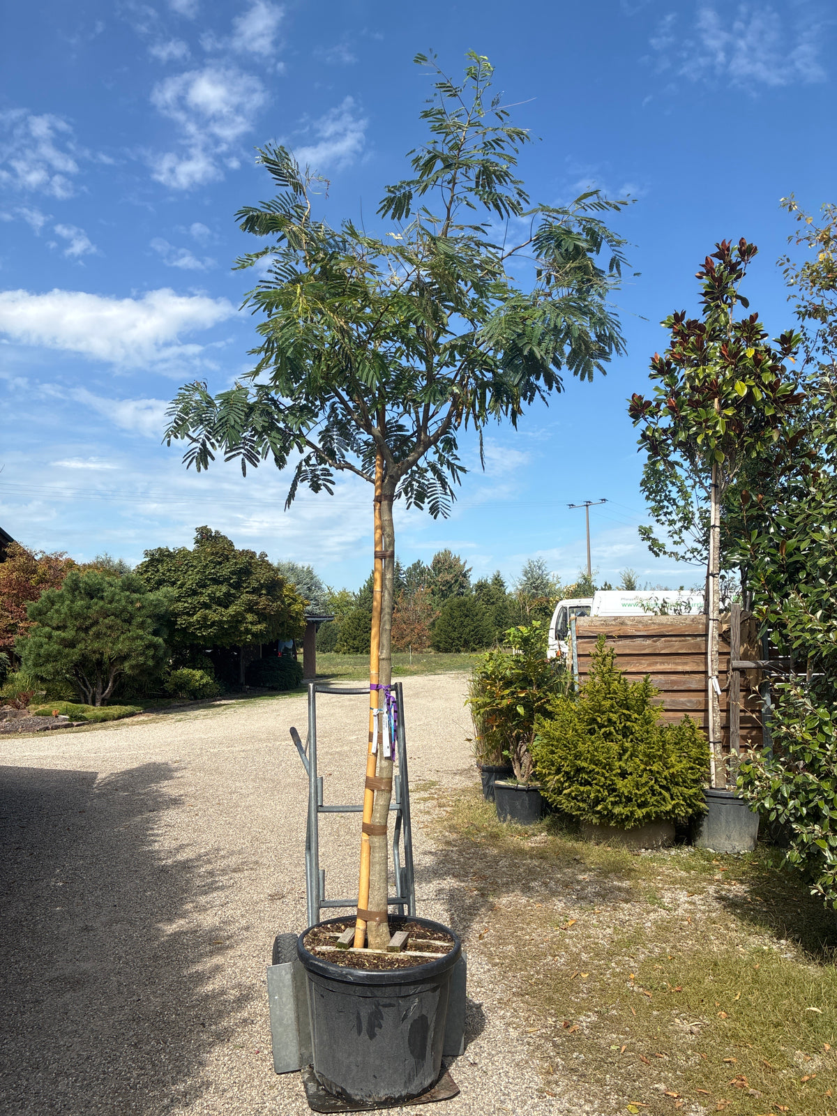 Seidenbaum / Albizia julibrissin